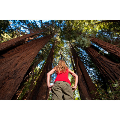 Redwood Hiking by Michaelsvoboda