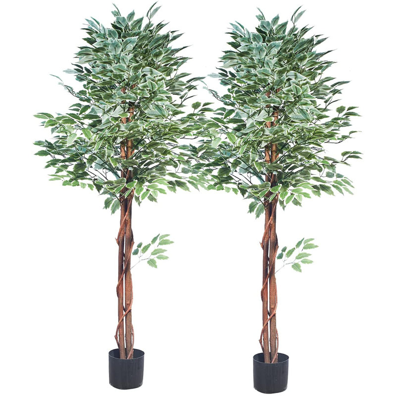 Ficus panaché panaché en pot par Maydear, H 59 po x l 8 po x P 8 po