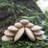 Wood Stackers Learning Tools