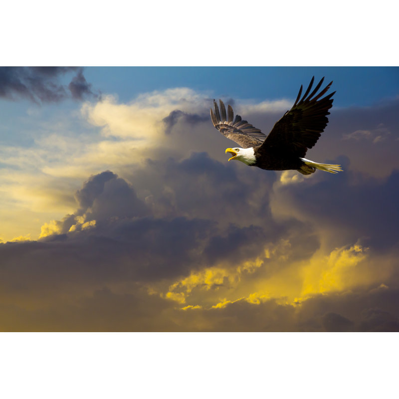 Aigle à tête blanche américain volant dans un ciel dramatique spectaculaire par Jamesbrey, H 20 po x l 30 po
