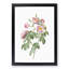 Tomentose Rose in Pink by Pierre-Joseph Redoute - Picture Frame Painting Print-55611725-55611737