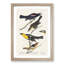 An Assortment Of Birds by John Audubon - Single Picture Frame Painting-55544644-55544645
