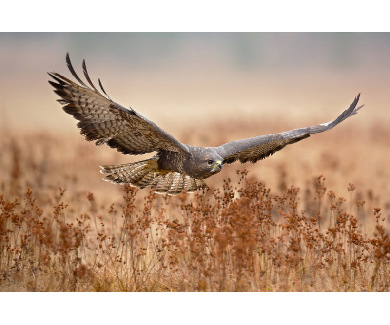Wrapped Canvas Print, 60.96 cm H x 91.44 cm W