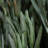 12 " H Faux Foliage Plant