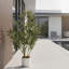 Faux olivier en pot-133254260-133254267-133254244
