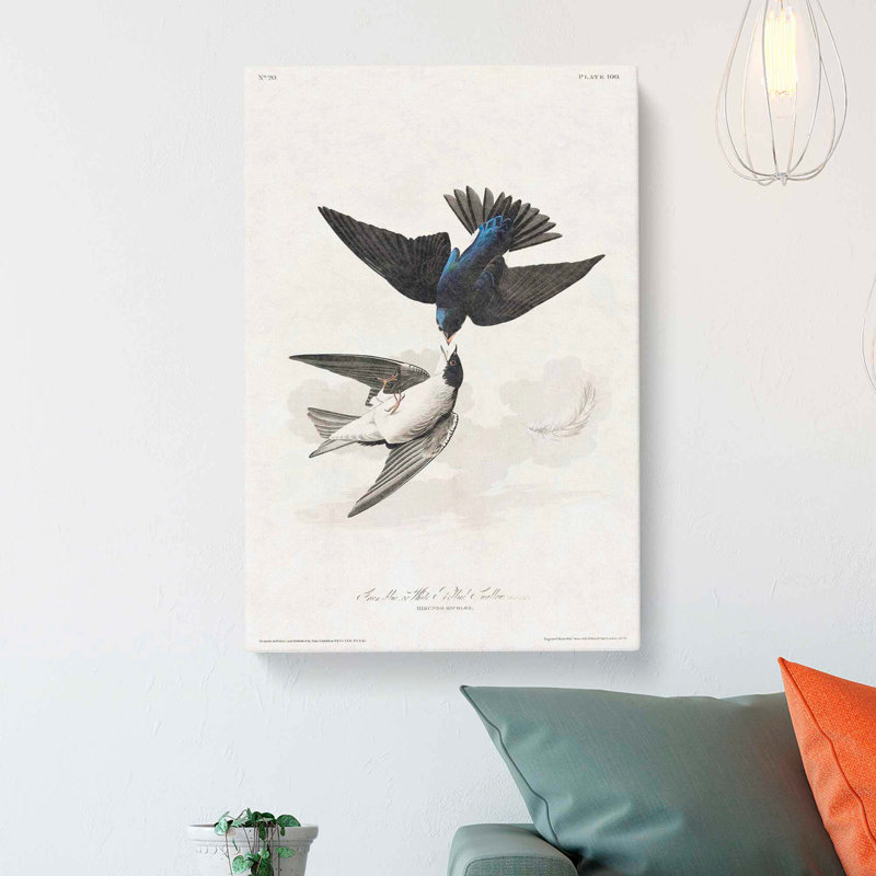White Bellied Swallow by John Audubon - Wrapped Canvas, 50cm H x 35cm W x 3cm D