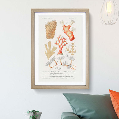 Coral Illustrations PL. 5 by Charles D' Orbigny - Picture Frame Painting Print