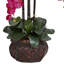 Orchidées phalaenopsis dans un vase-868385882