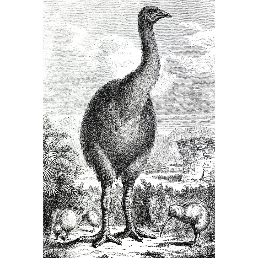 Gravur von ausgerottetem Moa und Kiwi aus dem Jahr 1870 von Grafissimo - Kunstdrucke ohne Rahmen auf Leinwand