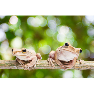 Frog by Techin24 - Wrapped Canvas Print