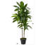 Plante artificielle en soie Dracaena (Real Touch)