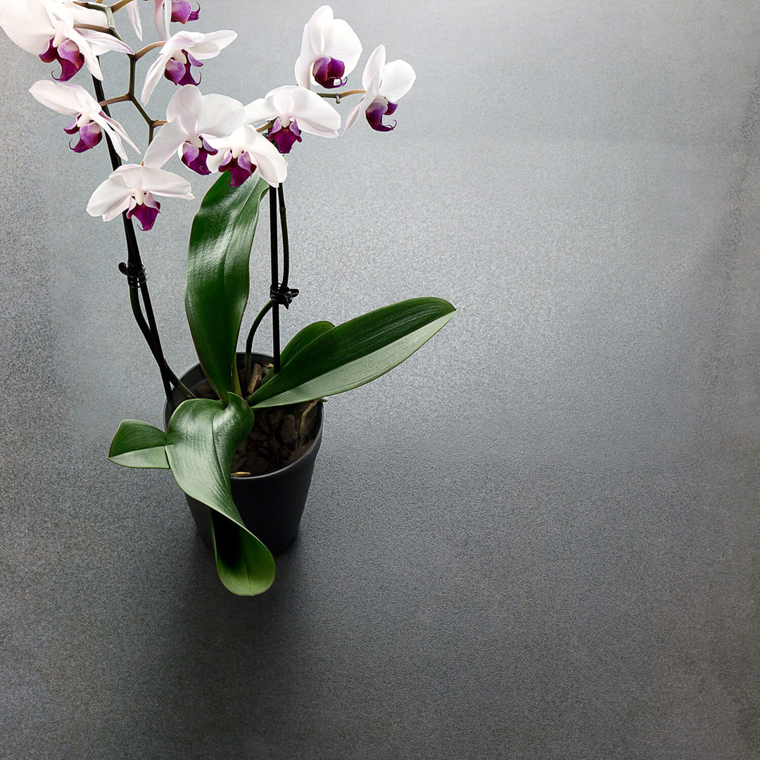 Tarn 30" x 60" Polished Porcelain Metallic Look Floor & Wall Tile (12.05 SQFT / Box) Bond Tile