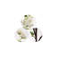 Arrangement de fleurs de cerisier