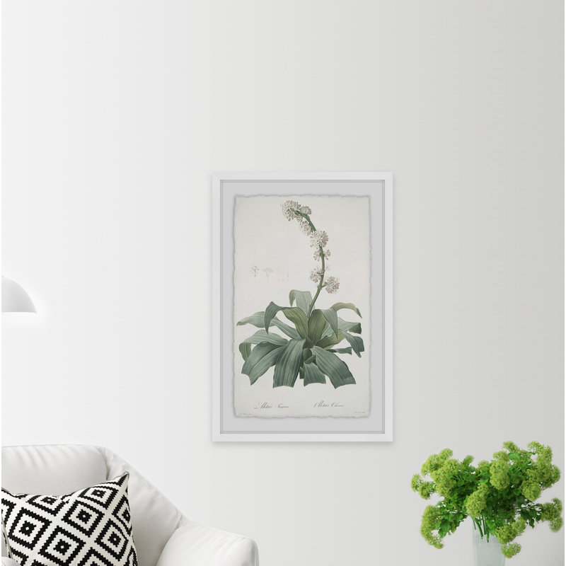 « aletris fragrans », reproduction d’impression encadrée, H 45 po x l 30 po