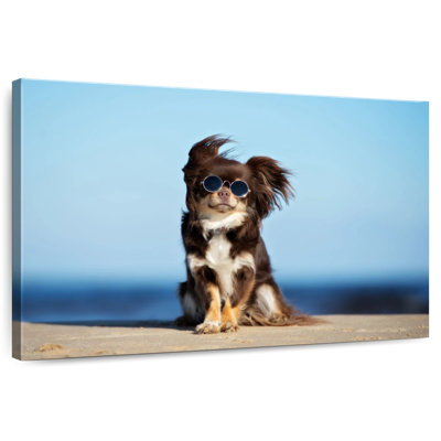 Chihuahua Brampt