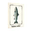 Animaux Salmo Salar-1596928401