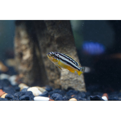 Zebra Fish by Nattawat-Nat - Wrapped Canvas Print