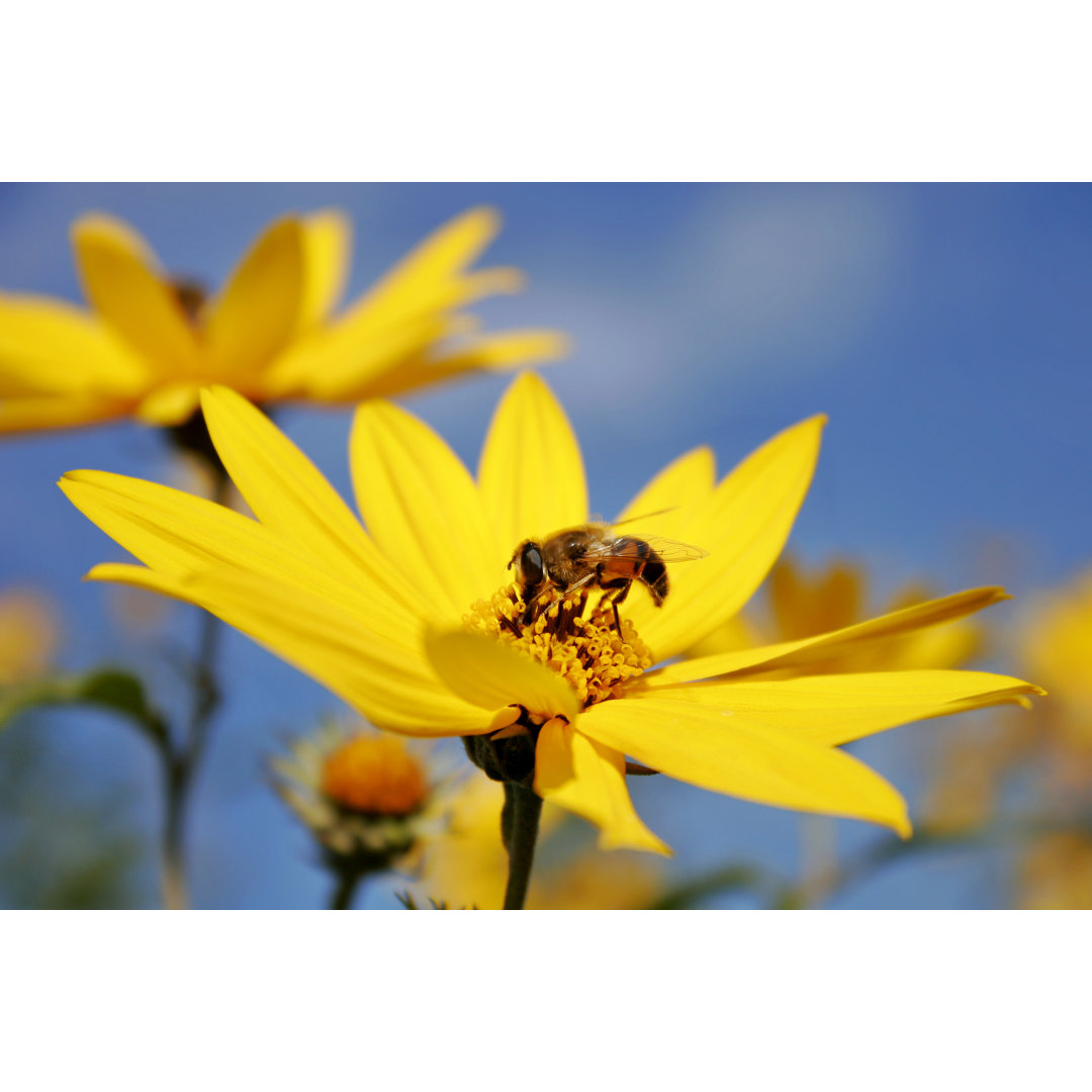 Gathering Nectar von Cimmerian - Kunstdrucke auf Leinwand