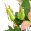 Plastic, Silk Rose Arrangement in Pot-109341031