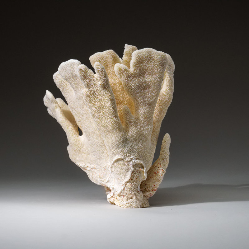 Genuine White Cat's Paw Coral (4 Lbs)