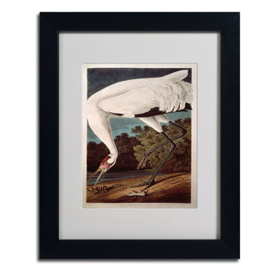 « whooping grues » par john james audubon, reproduction d’art encadrée