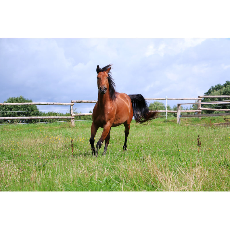 Active Western Horse On The Paddock by Biancagrueneberg - Wrapped Canvas Print, 20.32cm H x 30.48cm W