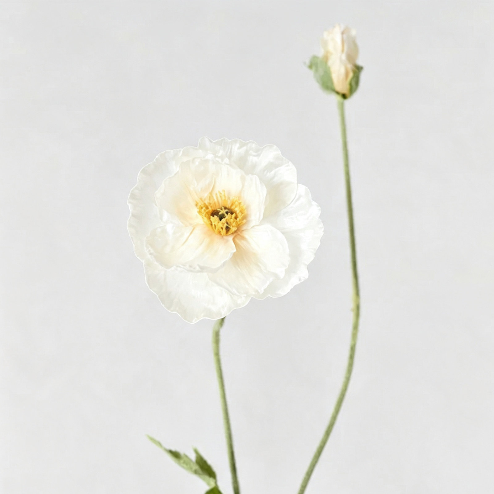 Audet Poppy Stems, Creamy white
