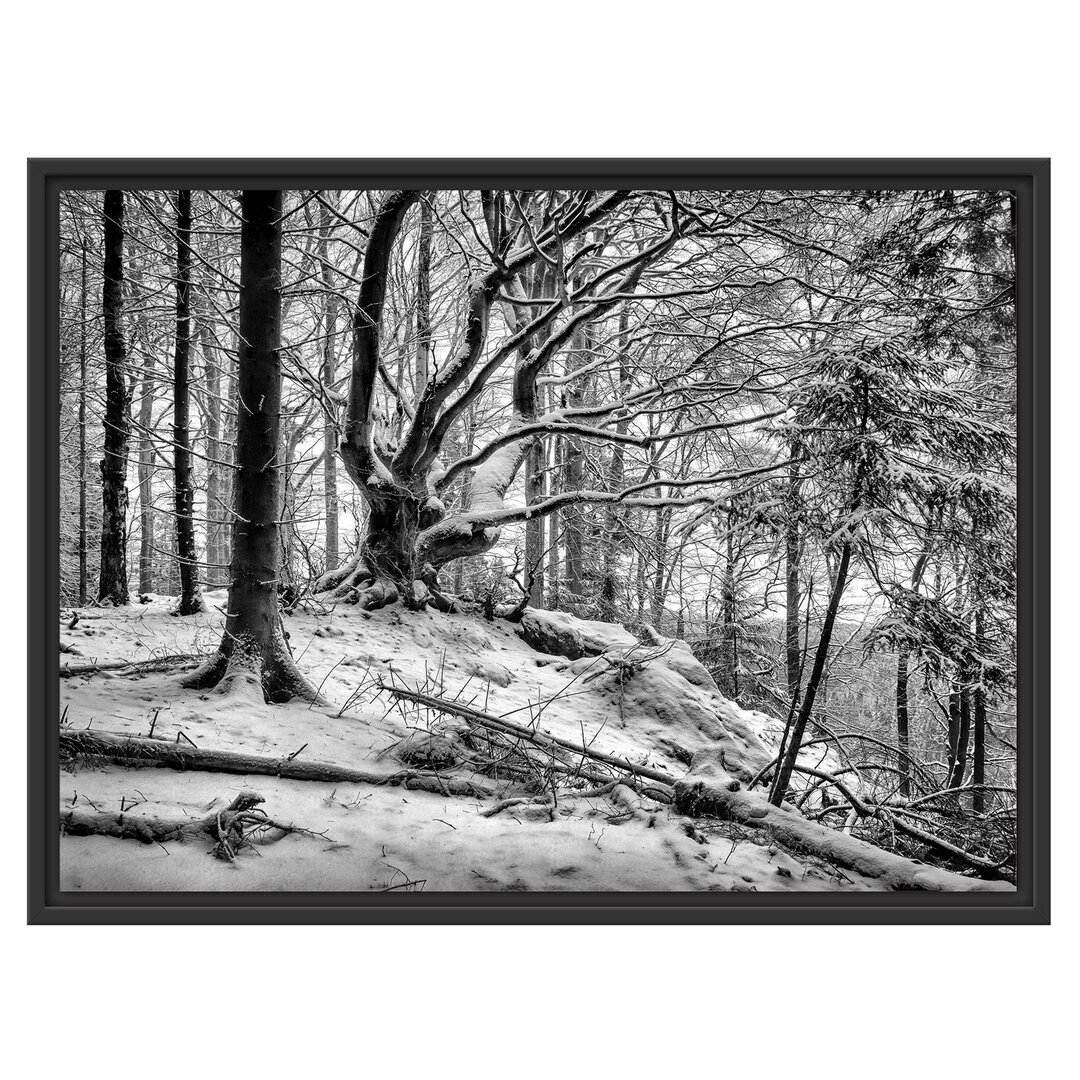 Schneebedeckter Wald Gerahmter Fotodruck