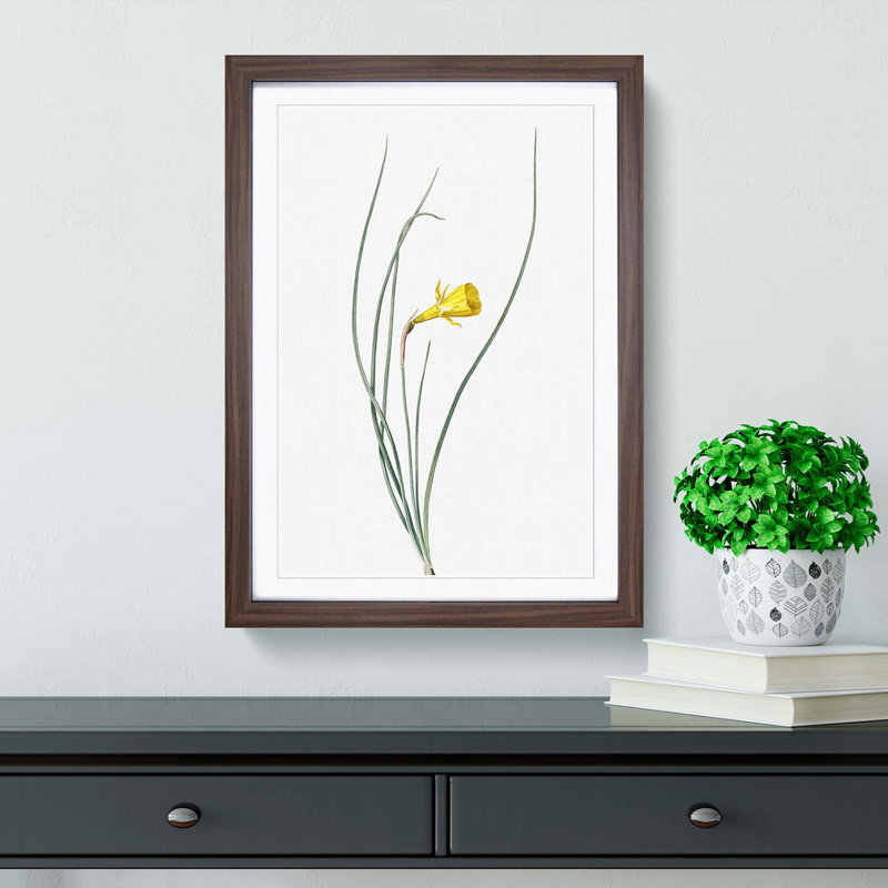 Daffodil by Pierre-Joseph Redoute - Framed Print, Walnut Framed, 48cm H x 36cm W x 2cm D