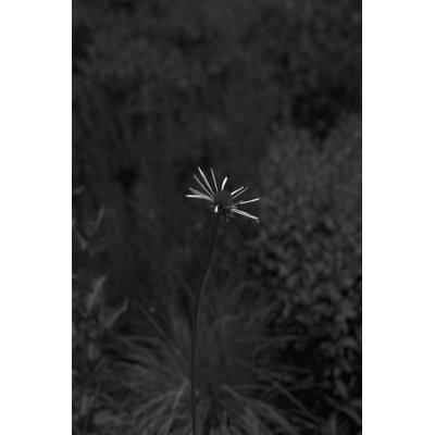 Teis Coneflower I by Tony Smith - Wrapped Canvas Photograph