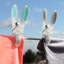 Alanii Plastic Clothes Pin