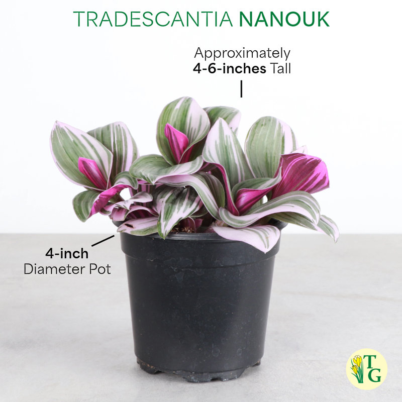 Live Tradescantia Nanouk Plant, Sage