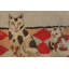 One-of-a-Kind 2’2”x4’ Area Rug