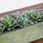 Succulent Garden with Textured Concrete Planter