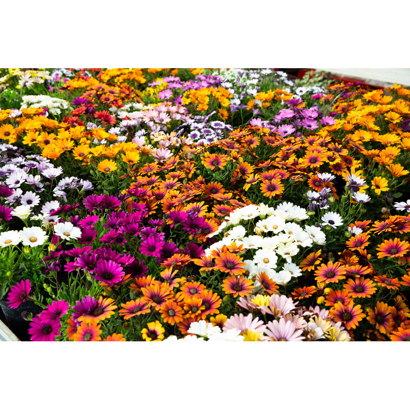 Lilla African Daisies - Wrapped Canvas Print, 20cm H x 30cm W x 3.8cm D