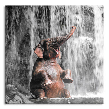 Ebern Designs Glasbild Babyelefant am Wasserfall