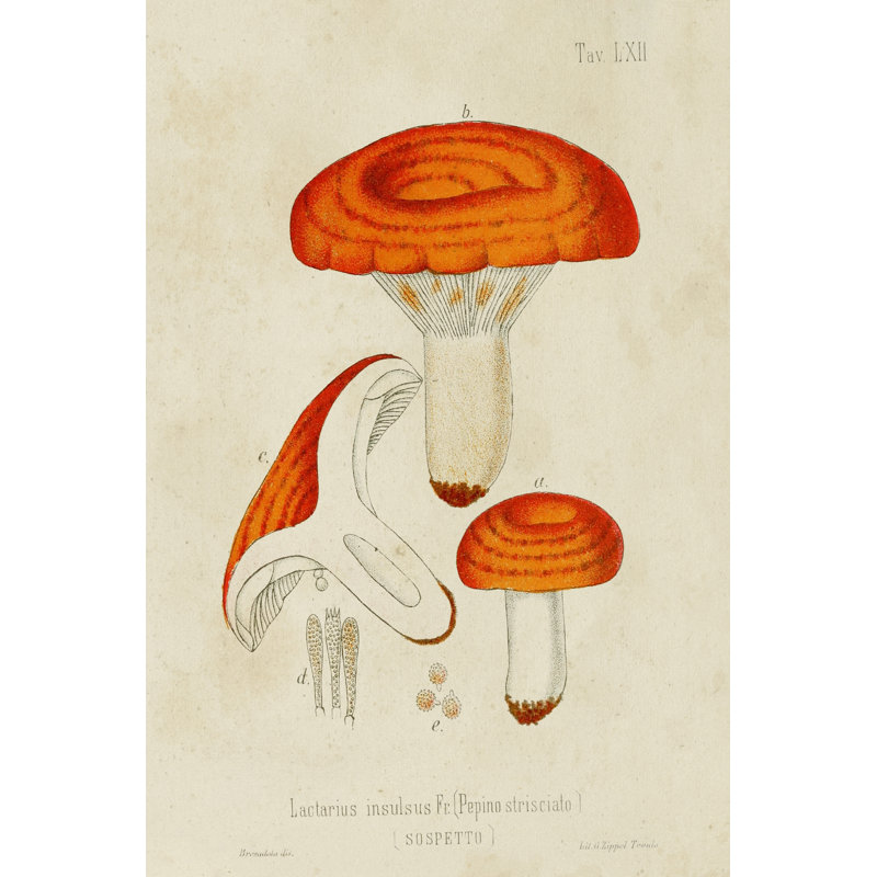 Mushroom Varieties IX -  Art Prints, 76 cm H x 51 cm W, Black Floater Framed