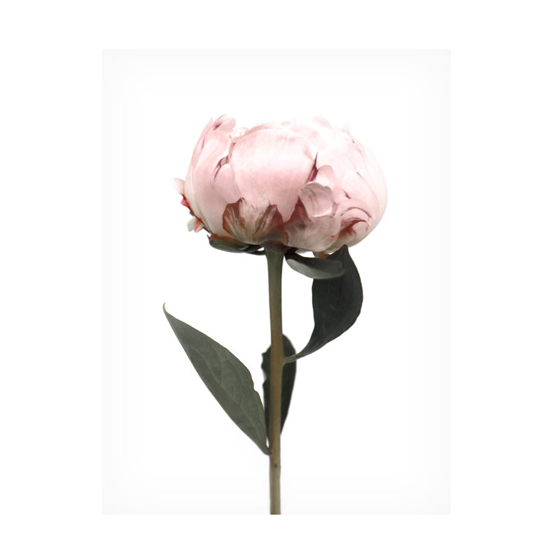 Pivoine rosée II sur toile
