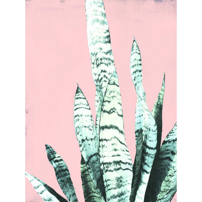 " Snake Plant On Blush "