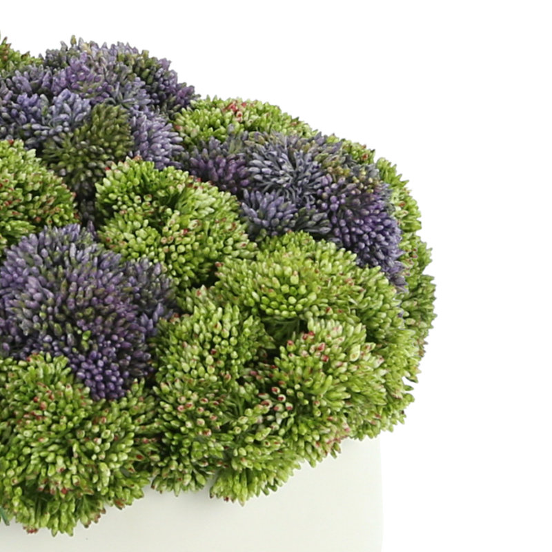 Sedum Arrangement in Pot, Vase