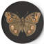 Verres Metamorphosis