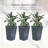 Outsunny Set Of 3 Tall Planters With Drainage Hole, Outdoor Flower Pots, Indoor Planters For Porch, Front Door, Entryway, Patio And Deck-1212994635-1212994631