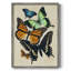 «Collage Butterflies I», reproduction encadrée - bois massif