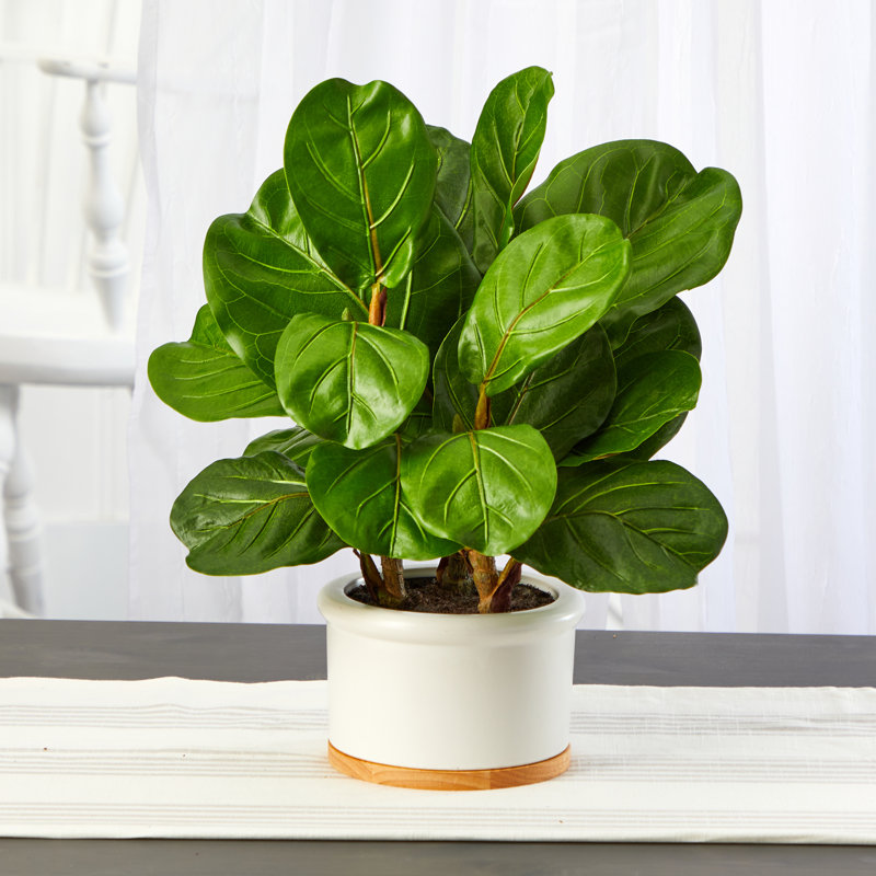Figuier à feuilles artificielle en pot, H 15 po x l 12 po x P 12 po