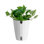 16'' Devil's Ivy Plant in Planter