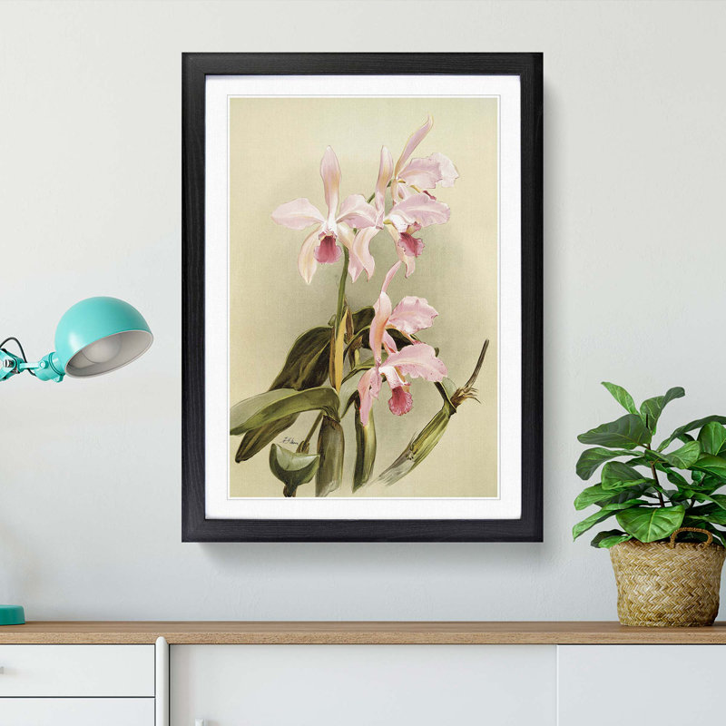 Magnolia Flowers Illustration Tab. 85 by Frederick Sander - Framed Print, Black, 91cm H x 60cm W x 2cm D