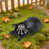 Petite tortue noire est en rupture de stock