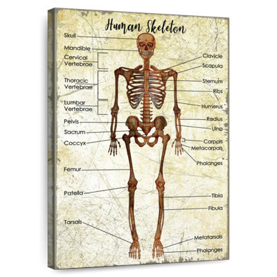 Keiri Human Skeleton Chart