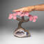 Custom - Genuine Rose Quartz Clustered Gemstone Tree On Amethyst Geode Matrix (The Love Tree)
