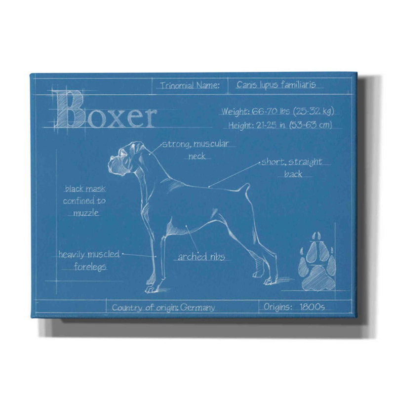 «Blueprint Boxer» par Ethan Harper, art mural sur toile, H 12 po x l 16 po x P 0,75 po